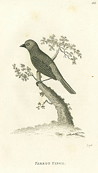 Постер Parrot Finch