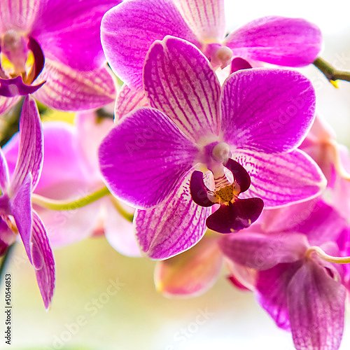 Орхидеи 45