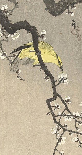 Chinese golden oriole on plum blossom branch