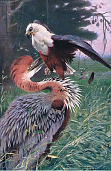 Постер Кунер Вильгельм Giant Heron and Sea Eagle, illustration from'Wildlife of the World', c.1910 Постер Кунер Вильгельм Giant Heron and Sea Eagle, illustration from'Wildlife of the World', c.1910