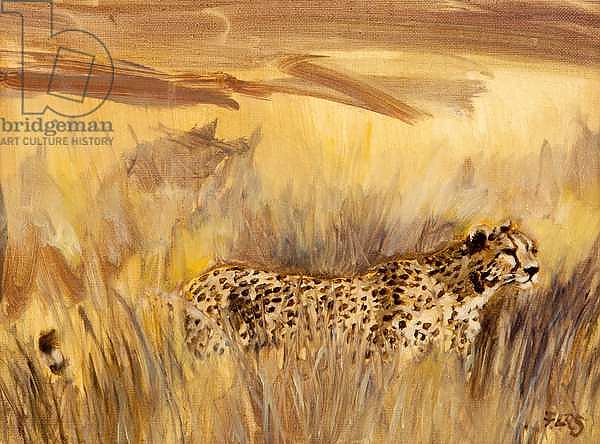 cheetah in grass 2, 2013