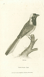 Постер Peruvian Jay