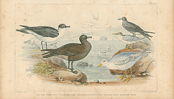 Постер Black Toed Gull, Richardson's Skua, Glaucous, Gull, Black Tern, Lesser Tern 1