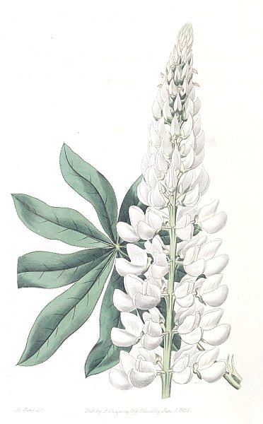 White large-leaved Perennial Lupine