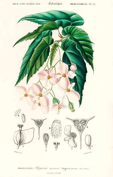 Бегония (Begonia incarnata) 