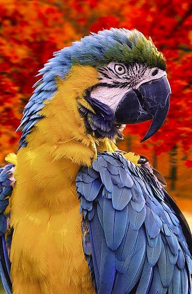 Попугай на фоне красочного леса
