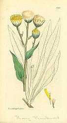 Постер Sowerby Ботаника №21
