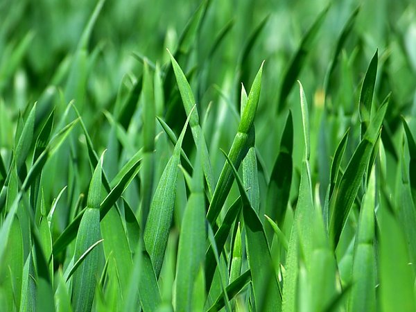Зеленая летняя трава