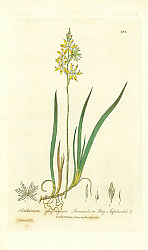 Постер Narthecium odsifragum. Lancashire Bog-Asphodel