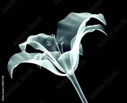 Рентгеновское изображение цветка лилии на черном