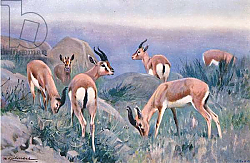 Постер Кунер Вильгельм Gazelle, from Wildlife of the World published by Frederick Warne & Co, c.1900 Постер Кунер Вильгельм Gazelle, from Wildlife of the World published by Frederick Warne & Co, c.1900