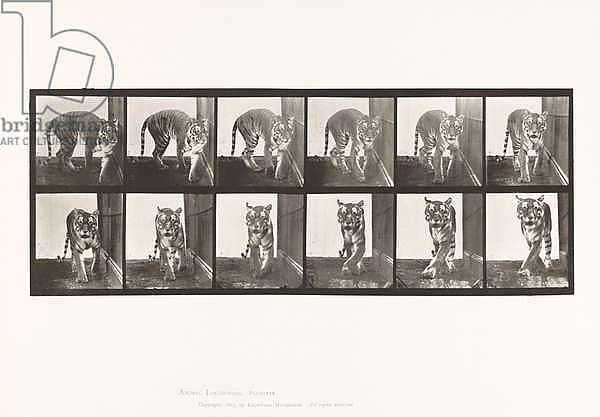 Plate 730. Tigress; Walking; Turning Around, 1885