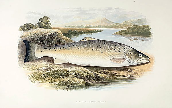 Salmon trout (var)