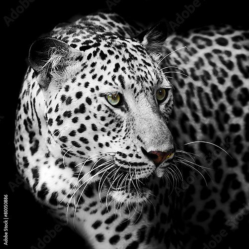 Белый леопард (58 фото) - красивые фото и картинки биржевые-записки.рф