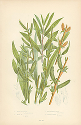 Постер Purple Willow, Rosw w., Fine Basket-osier, Green-leaved o. 1