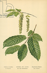 Постер Бут Вильям (последователи, ботаника) Catkins and Leaves of the Hornbeam Постер Бут Вильям (последователи, ботаника) Catkins and Leaves of the Hornbeam