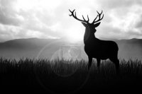 Черно-белое