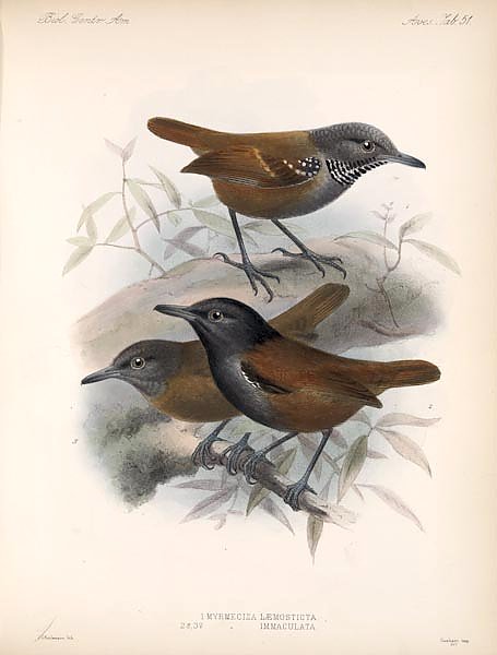 Птицы J. G. Keulemans №53