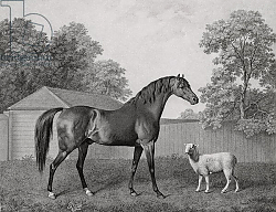 Постер Стаббс Джордж Dungannon, engraved by George Townley Stubbs pub. 1794 Постер Стаббс Джордж Dungannon, engraved by George Townley Stubbs pub. 1794
