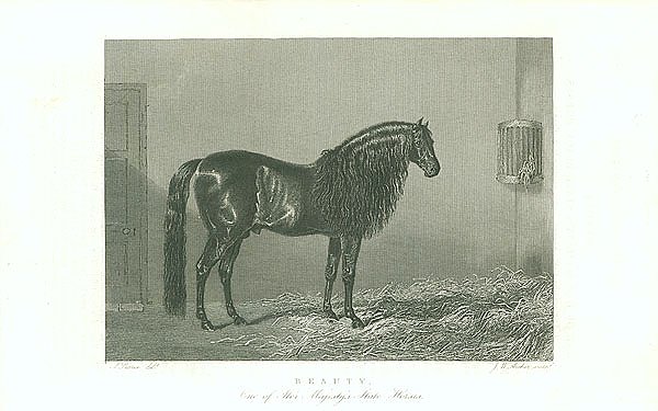 Beauty, One of Her Majestys State Horses 1