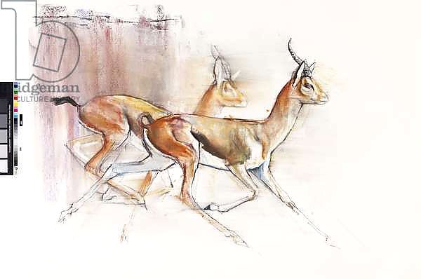 Running Arabian Gazelles, 2010