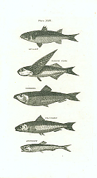 Постер Mullet, Flying Fish, Herring, Pilchrd, Anchovy Постер Mullet, Flying Fish, Herring, Pilchrd, Anchovy