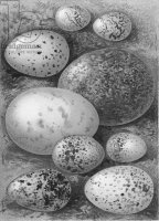 Черно-белое