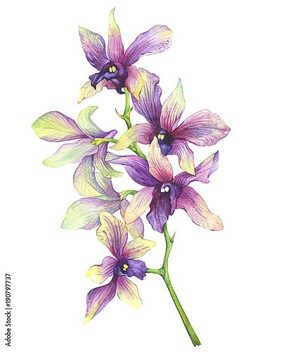 Веточка цветущей тропической фиолетовой орхидеи