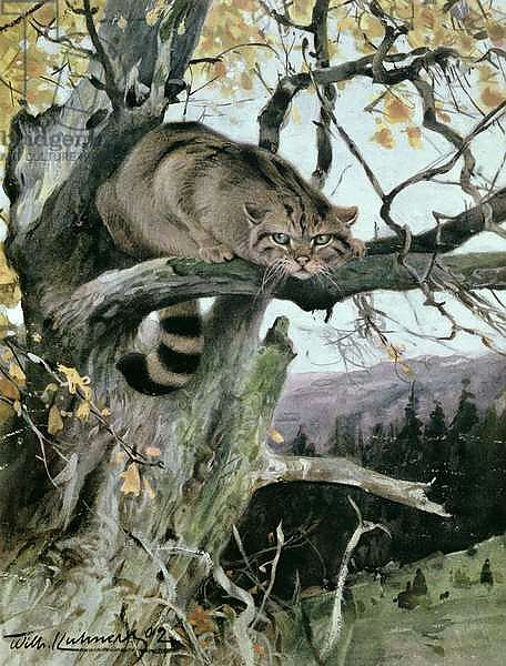 Wildcat in a Tree, 1902