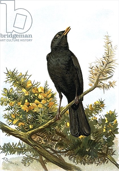Blackbird 2