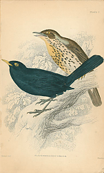 Постер Blackbird, song thrush 1