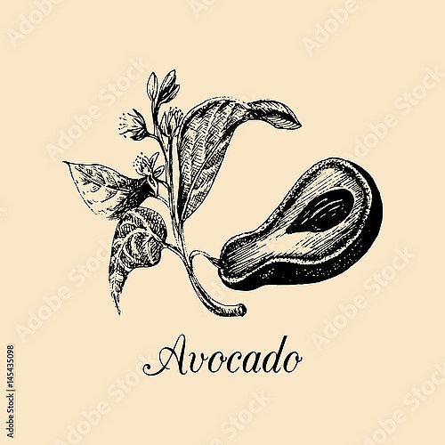 Иллюстрация с авокадо