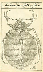 Постер A Microscopic View of a Bug
