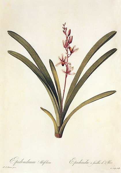 Cumbidium aloifolium L Sw