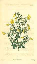 Постер Curtis Ботаника №21