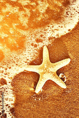 Морская звезда на песке 3