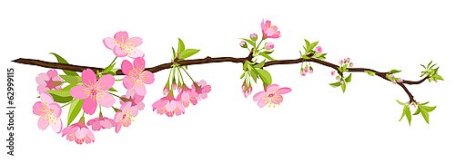 Ветка цветущей вишни. Панорамный вектор