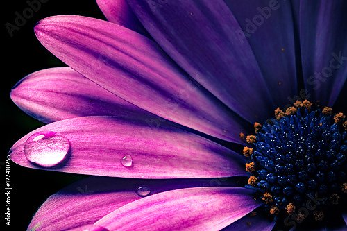 Фиолетовый цветок герберы, макро