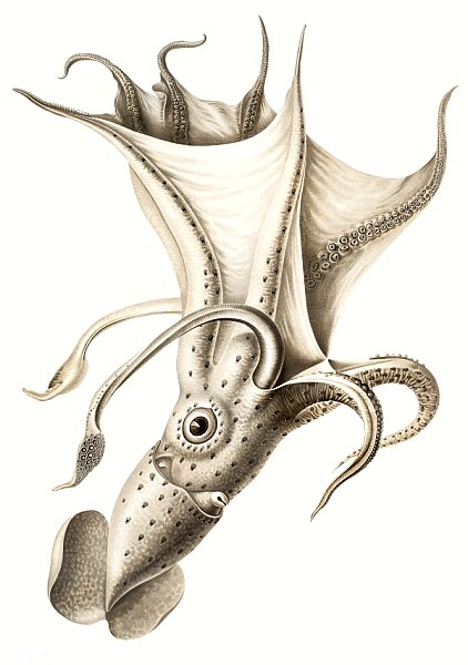 Histioteuthis ruppellii, иллюстрация кальмара