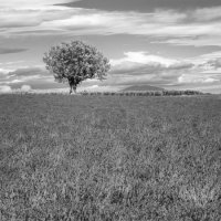 Черно-белое