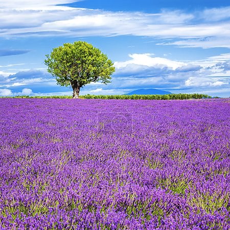 Франция, Прованс. Солнце и лавандовое поле №28