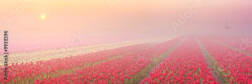 Голландия. Туман и рассвет над полем с тюльпанами №2
