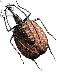 Постер Дэвис Р. (жив, дет) Weevil, of the Beetle Family, 1966 Постер Дэвис Р. (жив, дет) Weevil, of the Beetle Family, 1966