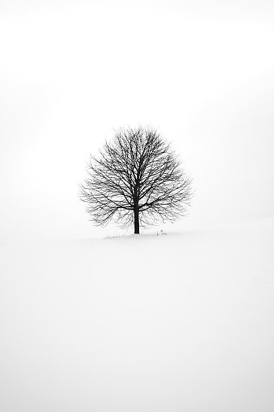 Черное дерево на белом