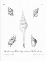 Черно-белое