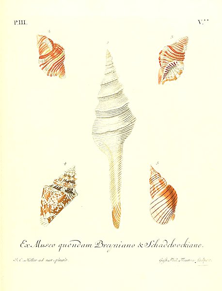 Морские раковины 064