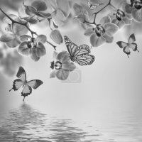 Черно-белое