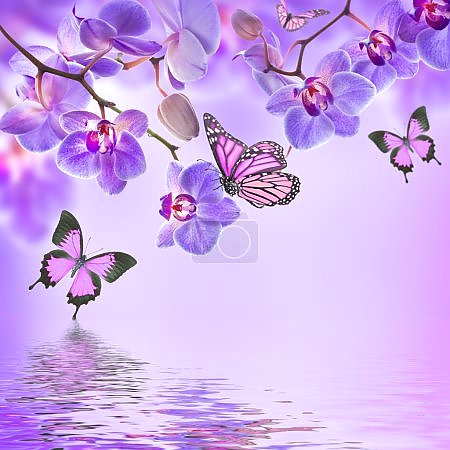 Четыре бабочки и цветки орхидеи