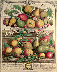Постер Кастилс Питер March, from 'Twelve Months of Fruits', by Robert Furber engraved by Henry Fletcher, 1732 Постер Кастилс Питер March, from 'Twelve Months of Fruits', by Robert Furber engraved by Henry Fletcher, 1732