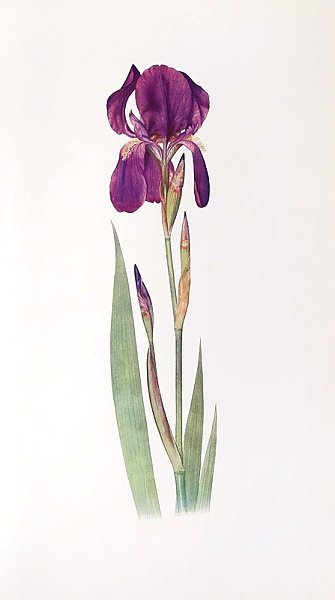 Iris Kochii